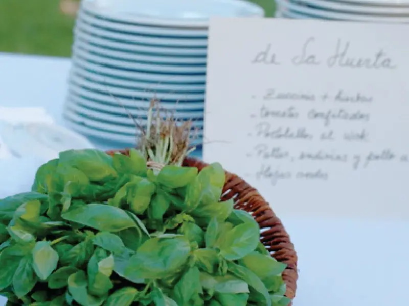 Ensalada fresca del servicio de catering